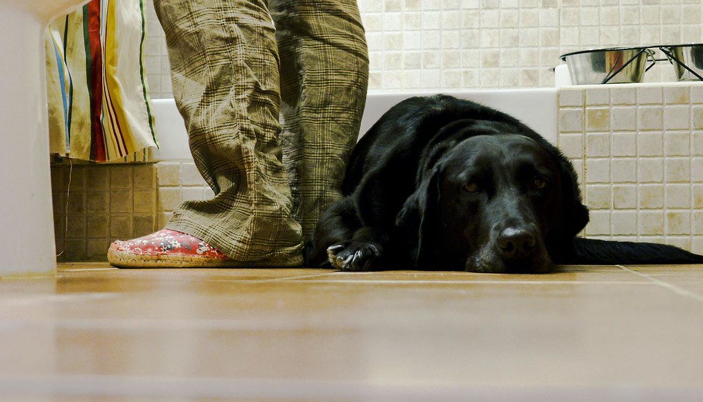 Why Do Dogs Follow You to the Bathroom?