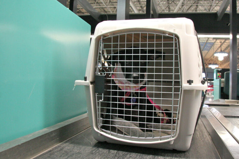 How to Pick the Perfect Dog Crate for Travel: A Beginner’s Guide