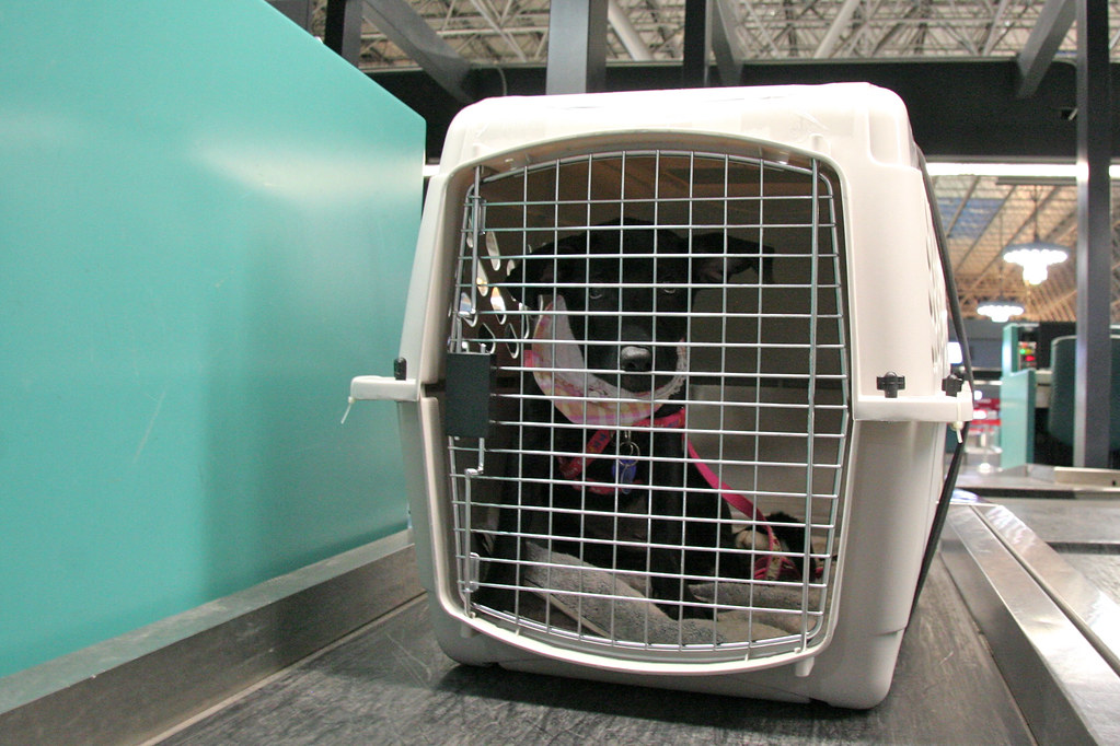 How to Pick the Perfect Dog Crate for Travel: A Beginner’s Guide