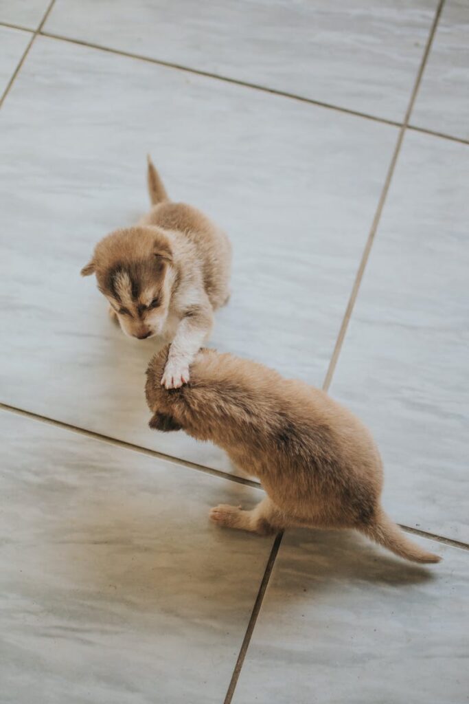 Puppies Playing Together