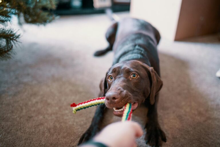 Create These 10 DIY Dog Toys with Items You Already Have at Home