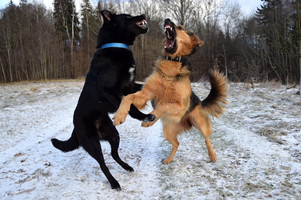 dogs, dogs playing, fight