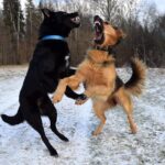 dogs, dogs playing, fight