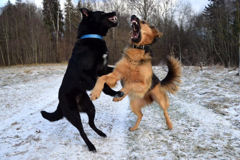 Understanding Dog Aggression: Types and Management Strategies