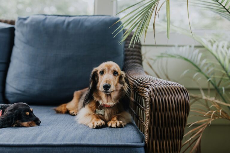 How to Create a Pet-Friendly Home: A Room-by-Room Guide