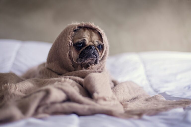 10 Vital Signs Your Dog Might Be Sick and How to Take Action