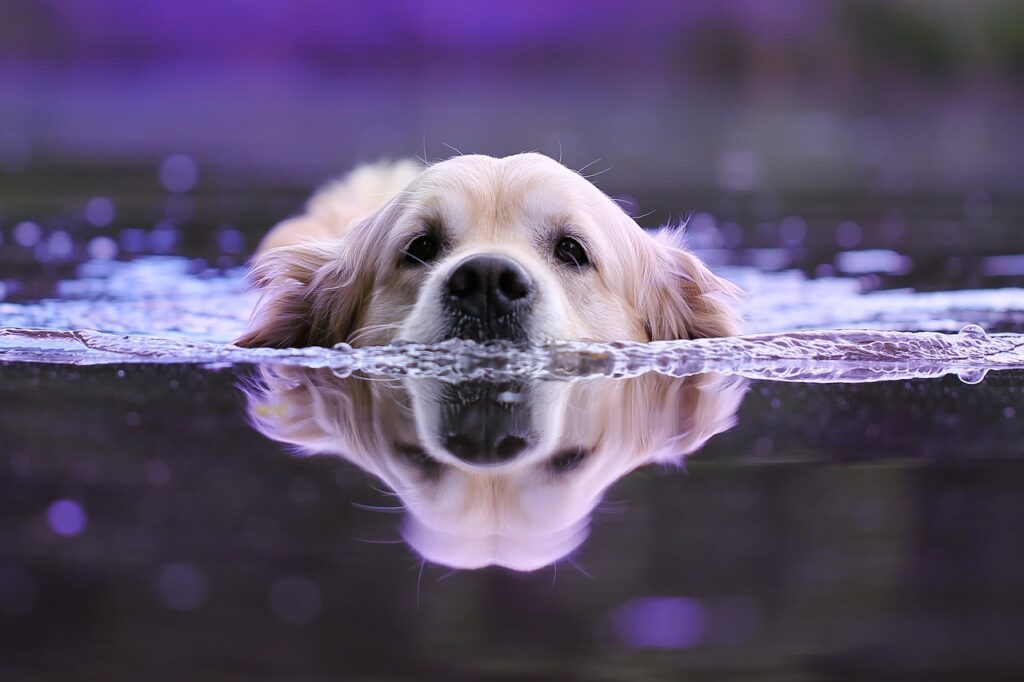 dog, water, wet