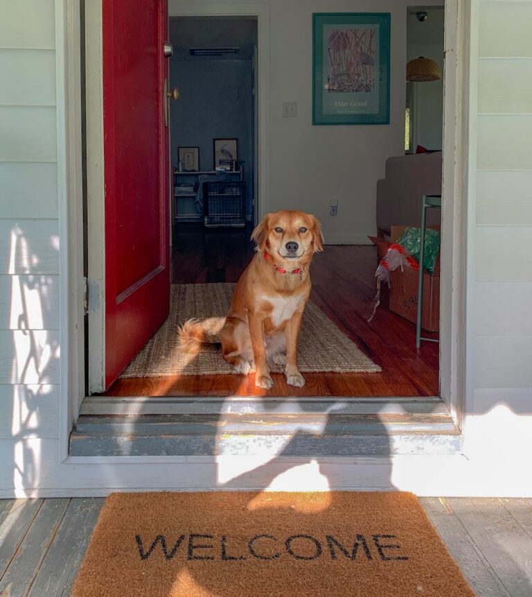 Why Dogs Go Wild When You Come Home: Understanding Your Pet’s Excitement