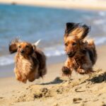 2 brown and black long coat dogs on beach during daytime