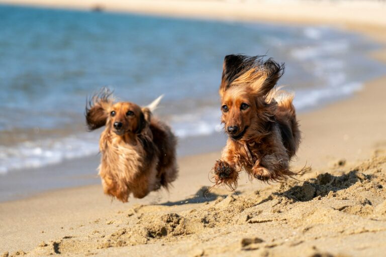 Dog-Friendly Beaches: Top U.S. Spots for Your Furry Friend