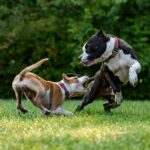 two short-coated brown and black dogs playing