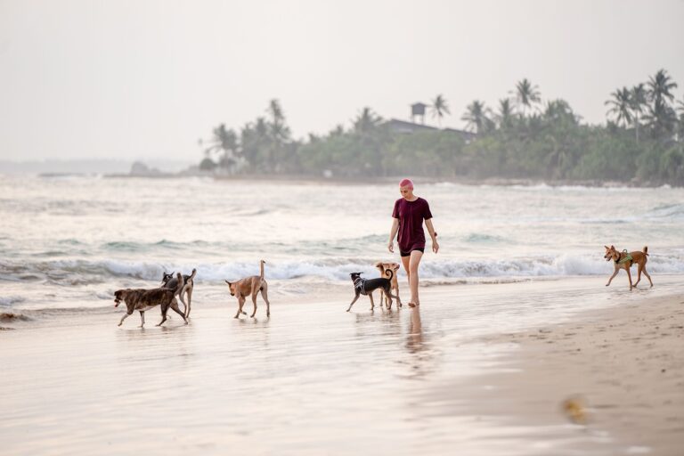 Top 5 Dog-Friendly Beaches in California