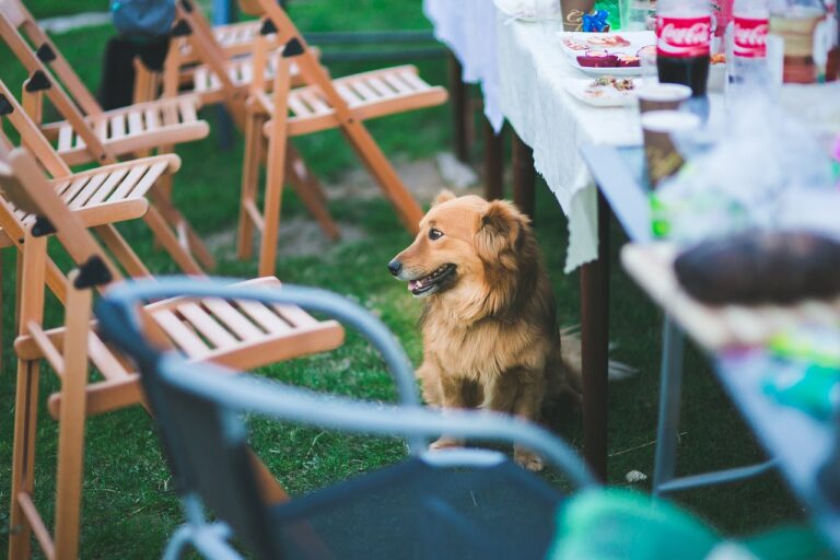 Why Do Dogs Steal Food from the Table?
