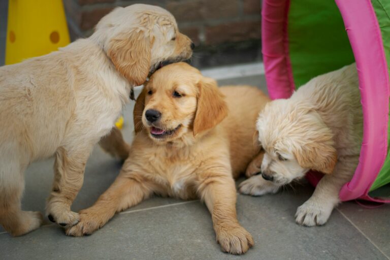 The Ultimate Guide to Golden Retrievers