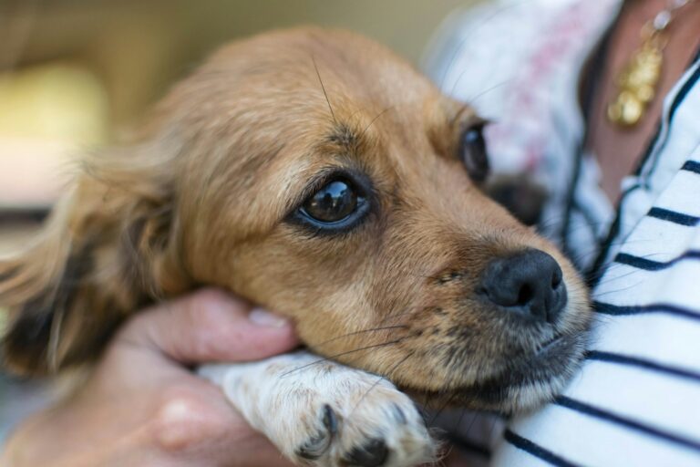 How to Deal with Separation Anxiety in Dogs