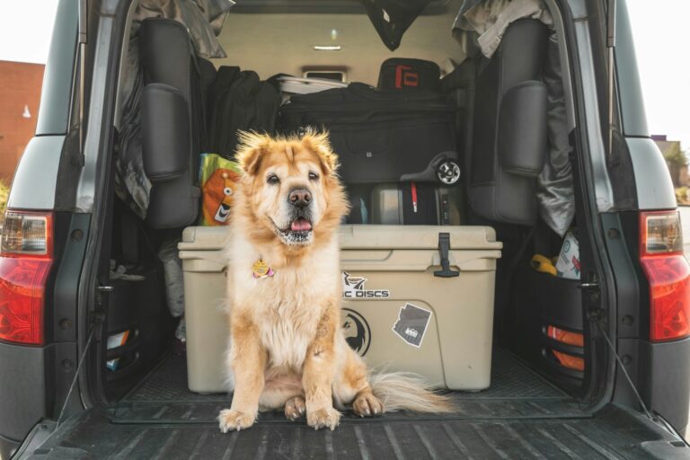 How to Travel with Your Dog: Tips and Tricks for a Stress-Free Journey