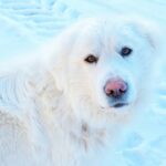 white dog on white snow field
