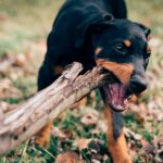 dog eating wood log