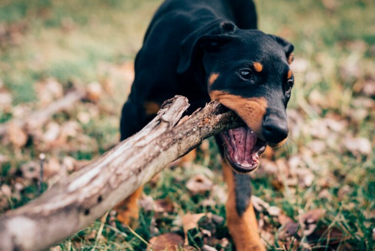 Is It Safe to Give Your Dog Antlers or Hooves as Chew Toys? The Pros, Cons, and Safer Alternatives
