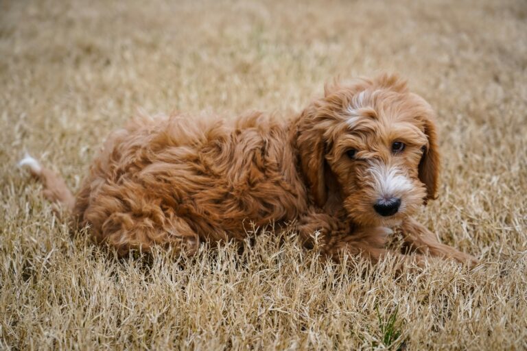 Keeping Your Golden Doodle Looking Their Best: Grooming Tips