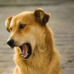 photo of long-coated brown dog barking