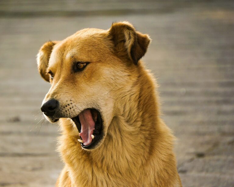 Why Do Dogs Yawn When They’re Not Tired?