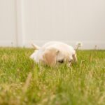 photo of short-coated white puppy lying on green grass during daytime