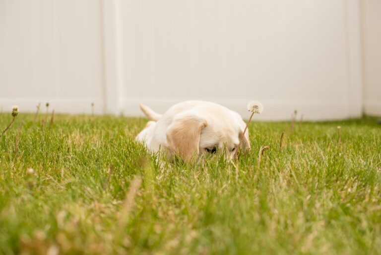 Dog Training 101: How to Housebreak Your Puppy