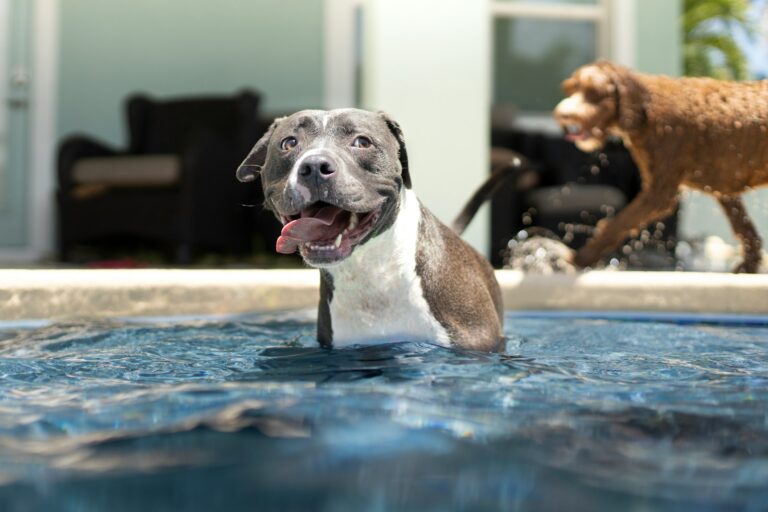 Unleash Your Pooch’s Aquatic Adventure: Is it Safe for Dogs to Swim in Chlorinated Pools?