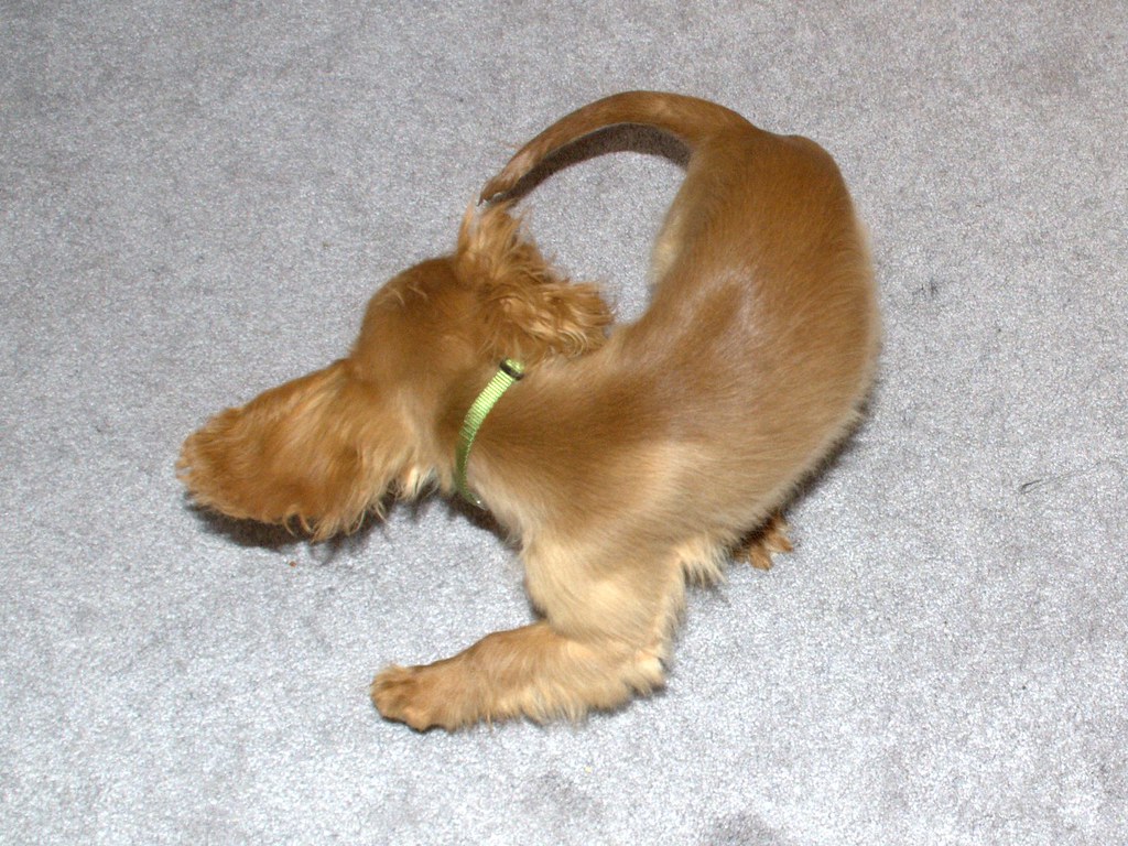 Why Do Dogs Chase Their Tails? Unraveling the Whirl of Canine Behavior