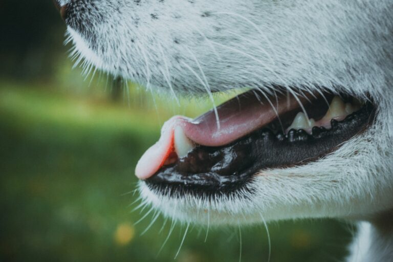 Unleash the Power of Proper Dental Care for Your Pooch