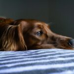 short-coat brown dog lying on blue and white striped bedspread