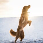 brown dog on snow