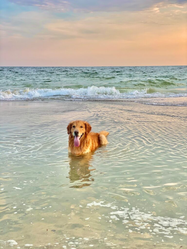 How to Keep Your Dog Cool in the Summer: Tips for Hot Weather
