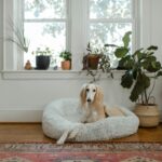 white and brown short coated dog lying on white pet bed