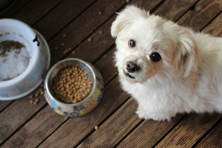 Unleash Your Pet’s Potential: How to Select the Ultimate Dog Food for Optimal Health