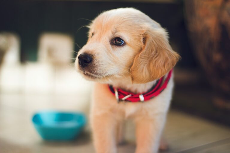 Understanding Parvovirus: New Treatment Offers Hope for Puppies
