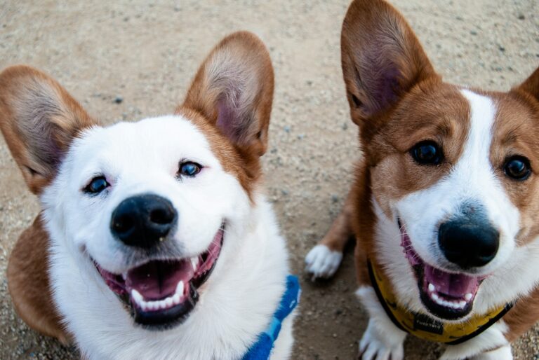 Do Dogs Actually Love Us? Debunking Myths About Our Furry Friends​