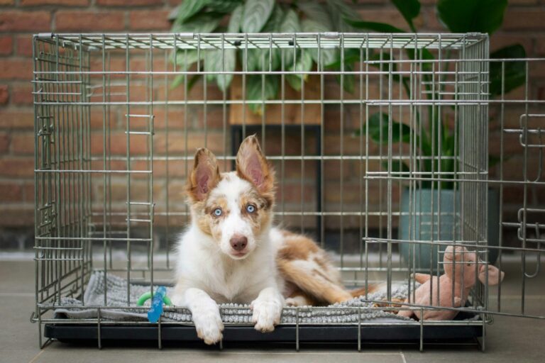 The Art of Crate Training: A Guide to Comfortably Crate Training Your New Puppy