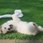white puppy rolling on green grass