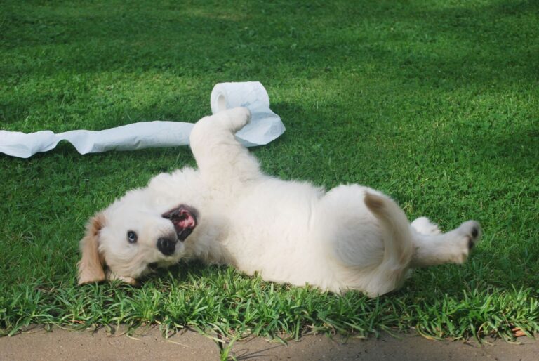 Why Do Dogs Like to Roll in the Grass?