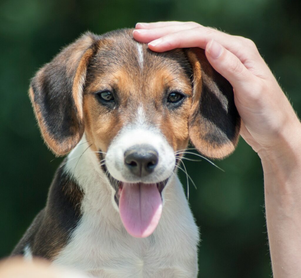 person petting beagle