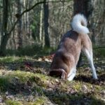 a brown and white dog standing on top of a forest floor