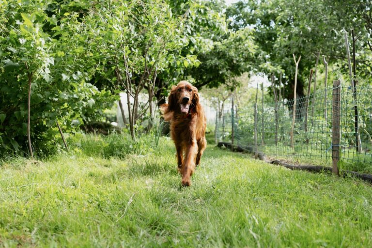 How to Craft a Safe and Thrilling Backyard Haven for Your Dog