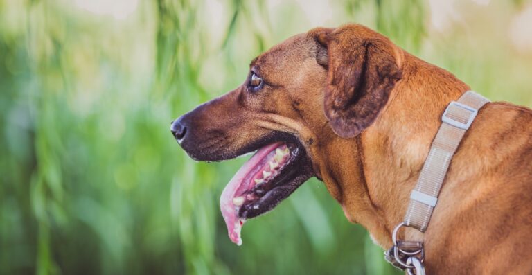 Why Do Dogs Drool Excessively?